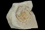 Fossil Trilobite (Declivolithus) With Pos/Neg - Morocco #128781-2